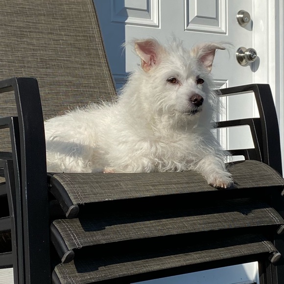 Meet your Posher, Deena - Picture 1 of 1